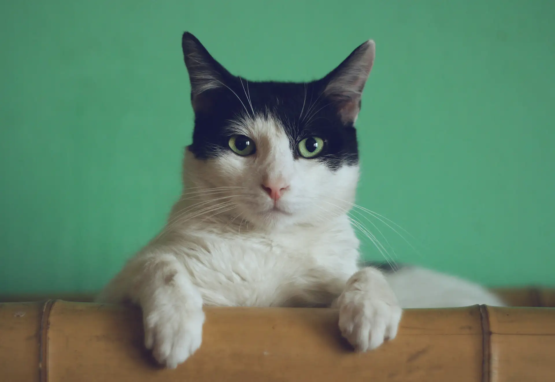 Ist eine Katzenversicherung sinnvoll? Ratgeber 2025 | versichere-dich.de