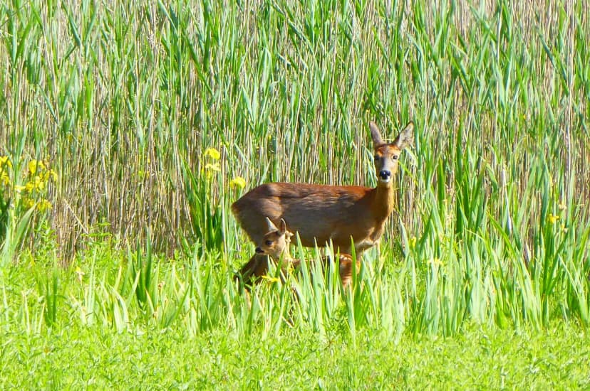 Junges Rehkitz im hohen Gras - solche Tiere werden durch Drohnen-Rehkitzrettung vor Mähmaschinen gerettet